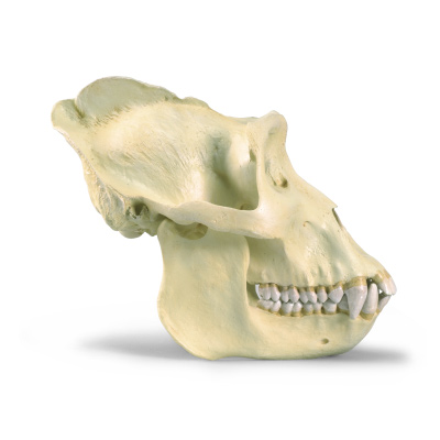 male gorilla skull