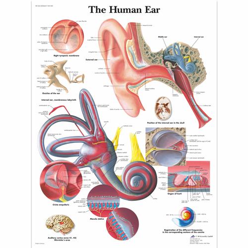 human anatomy chart. VR1243L: Human Ear Chart