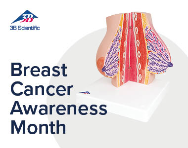 3B_Scientific_23-10_Banner_Breast_Cancer_Awareness_Month_OVERVIEWSMALL.jpg