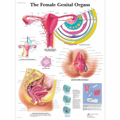 VR1532L: The Female Genital Organs Chart