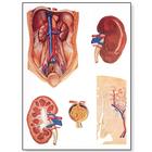 The Kidney Chart, 4006523 [V2013U], Metabolic System