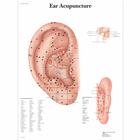 Ear Acupuncture Chart, 4006731 [VR1821UU], Acupuncture Charts and Models